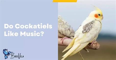 do cockatiels like music that mimics their own calls